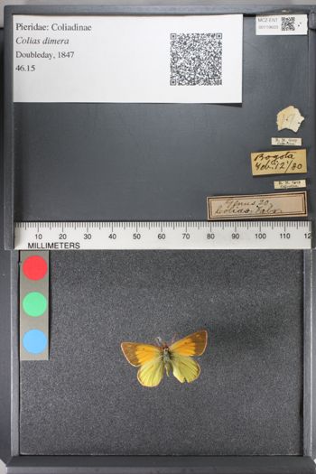Media type: image;   Entomology 119603